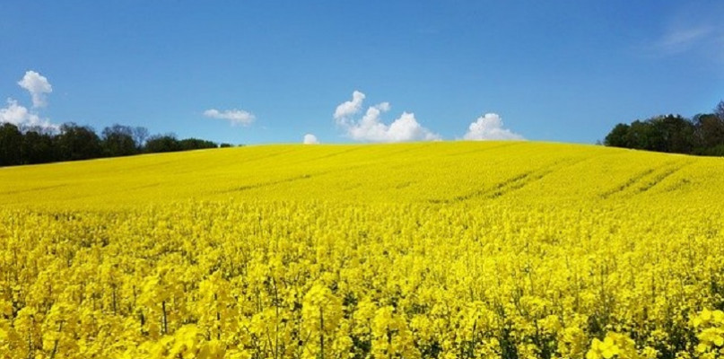 W branży gastronomicznej rośnie skup zużytego oleju