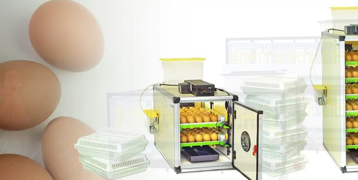 Inkubatory do jaj — zalety rozwiązania dla hodowli