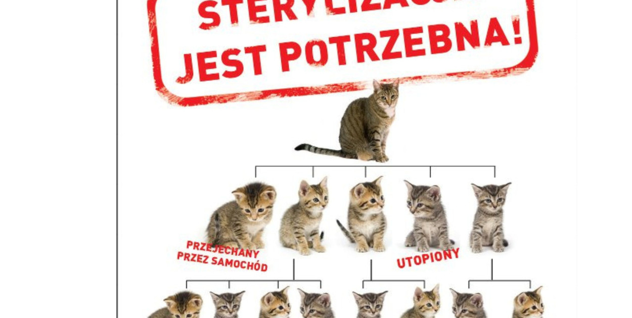 Sterylizacja kotów 2024 (zagorz.pl)