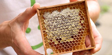 Lista sprawdzonych pszczelarzy w gminie Dopiewo-5551