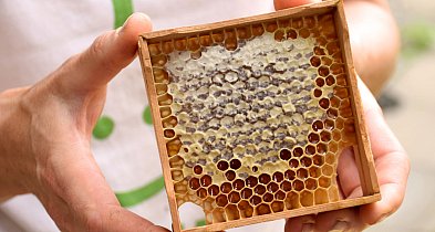 Lista sprawdzonych pszczelarzy w gminie Dopiewo-5551