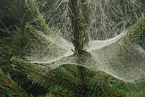 Kupujesz żywą choinkę na święta? Ten szczegół łatwo przeoczyć-10915