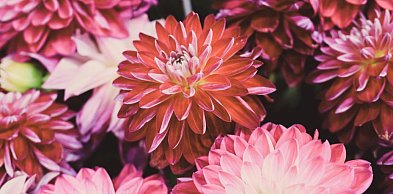 Te dalie robią największe wrażenie w ogrodzie – sprawdzona selekcja Dalia Story w