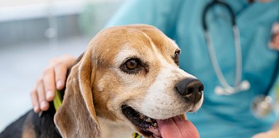 To może być przełom dla właścicieli zwierząt. Chodzi o wizyty w szpitalach