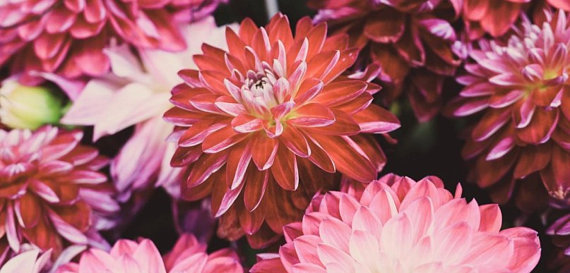 Te dalie robią największe wrażenie w ogrodzie – sprawdzona selekcja Dalia Story w