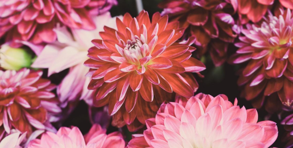Te dalie robią największe wrażenie w ogrodzie – sprawdzona selekcja Dalia Story w